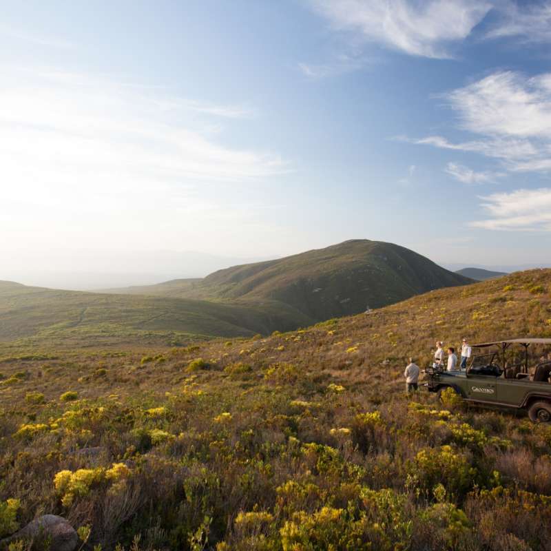 Grootbos safari